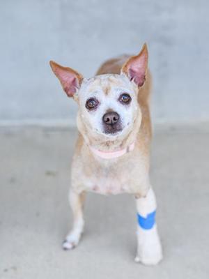 A small dog with a bandaged leg