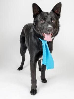 Black dog wearing a blue scarf