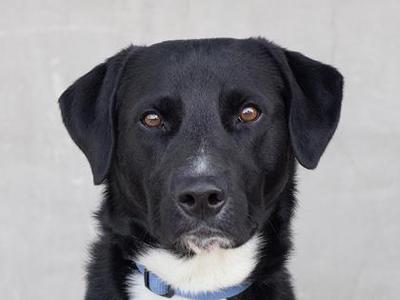 Jasper, Mixed Breed, adult, available for adoption