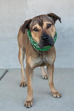 A brown dog wearing a green bandana stands on a concrete surface.