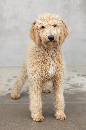 A fluffy, light brown dog with curly fur standing on a concrete surface.