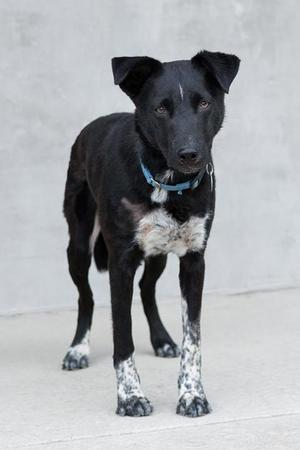 Fido, Mixed Breed, young, available for adoption