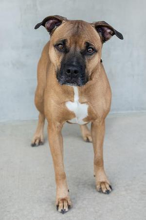 A brown dog with a white chest patch standing on a concrete surface, looking directly at the camera.