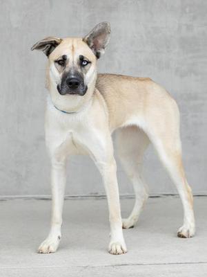 A light-colored dog with a black muzzle and ears standing on a concrete surface