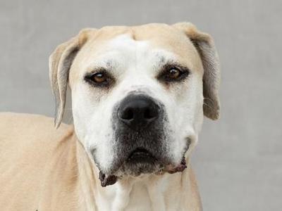 A close-up of a tan and white dog's face against a gray background.