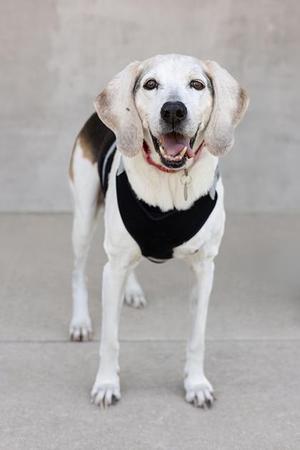 A happy dog with a black harness standing on a concrete surface.