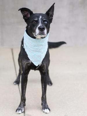 A black and white dog wearing a light blue bandana stands on a concrete surface.