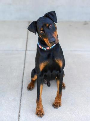 Dune, Mixed Breed, adult, available for adoption