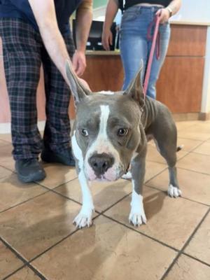 Bugs, Mixed Breed, adult, available for adoption