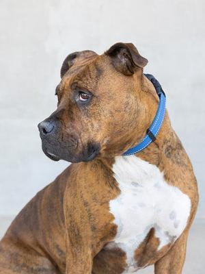 Karma, Mixed Breed, young, available for adoption