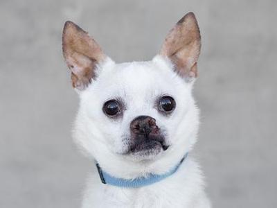 A white dog with large ears and dark eyes, wearing a blue collar, looking directly at the camera.