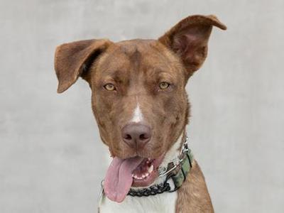 Creed, Mixed Breed, adult, available for adoption