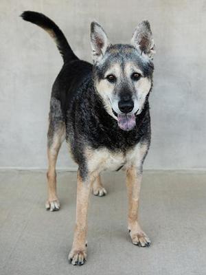 A black and tan dog with a long tail standing on a concrete surface.