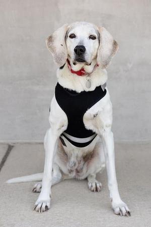 A white dog with floppy ears wearing a black harness and a red collar, sitting on a concrete surface.