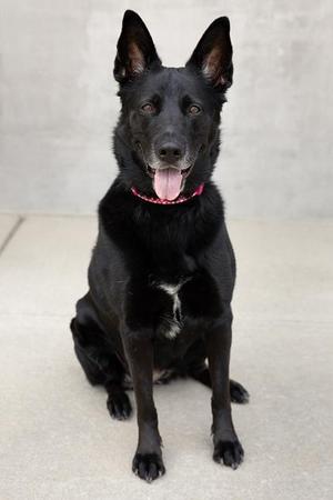 Beauty, German Shepherd Dog / Mixed Breed, adult, available for adoption