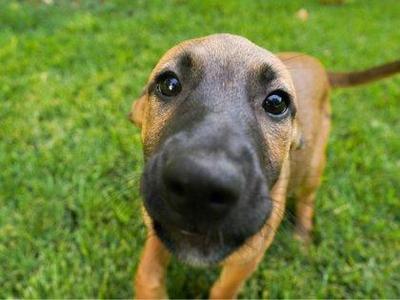 Alexia, Border Collie / Shepherd, puppy, available for adoption