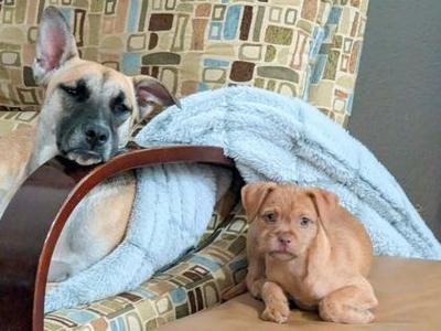Hiccup, Fox Terrier / Chihuahua, puppy, available for adoption