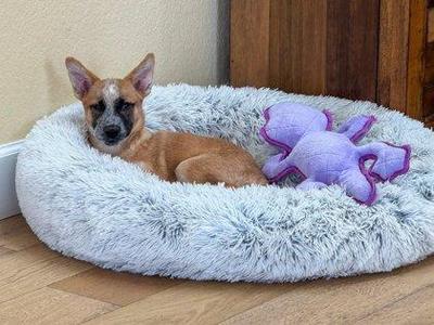 Elodie, Fox Terrier / Mixed Breed, puppy, available for adoption