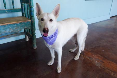 Denali, German Shepherd Dog, adult, available for adoption