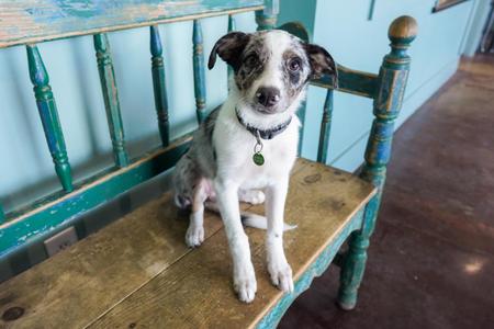 Ivy, Border Collie / Australian Shepherd, young, available for adoption
