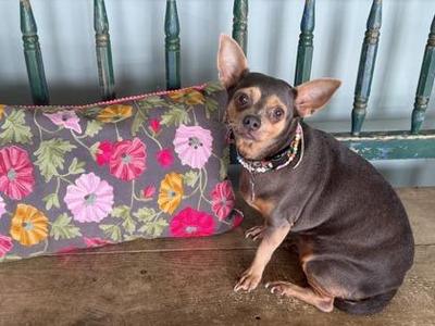 Esperanza, Chihuahua / Mixed Breed, adult, available for adoption