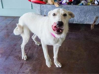 Nora, Great Pyrenees / Mixed Breed, adult, available for adoption