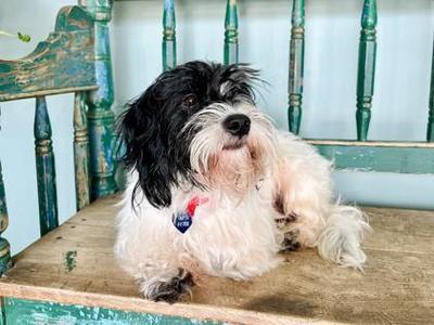 Fat Butt, Dachshund / Mixed Breed, adult, available for adoption