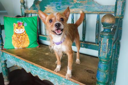 Biscuit, Border Terrier / Chihuahua, adult, available for adoption