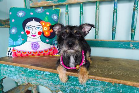 Clove, Chihuahua / Terrier, adult, available for adoption