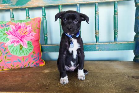 American Pie, Papillon / Collie, young, available for adoption