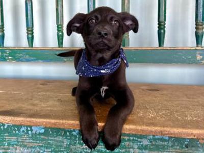 Mars, Border Collie / Chihuahua, puppy, available for adoption