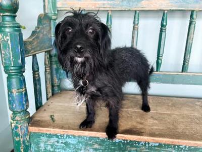 Bo Peep, Dachshund / Mixed Breed, adult, available for adoption