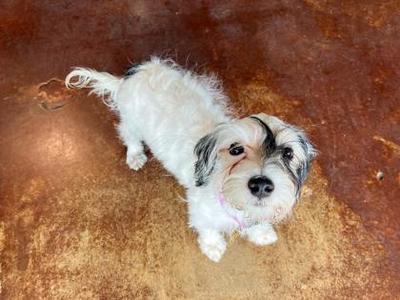 Cruella, Yorkshire Terrier / Dachshund, puppy, available for adoption