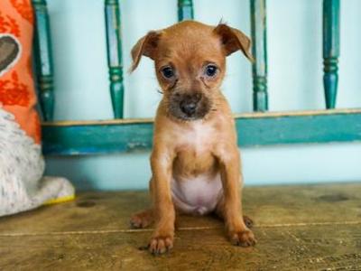 Harbor, Fox Terrier / Chihuahua, puppy, available for adoption