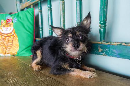 Graham, Chihuahua / Terrier, adult, available for adoption