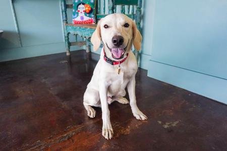 Amos, Labrador Retriever, adult, available for adoption