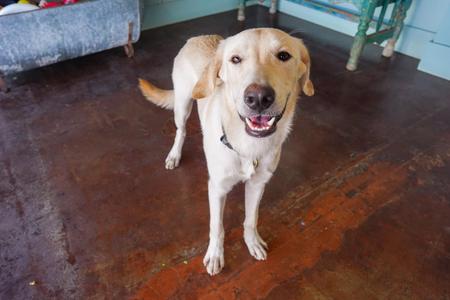 Billy, Labrador Retriever, adult, available for adoption