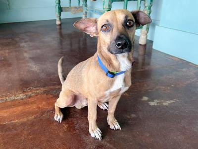 Chester, Chihuahua / Dachshund, adult, available for adoption