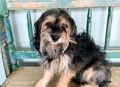 Hercules, Lhasa Apso / Yorkshire Terrier, adult, available for adoption