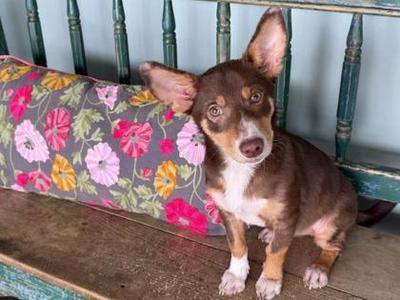 Bee, Cardigan Welsh Corgi / Chihuahua, puppy, available for adoption