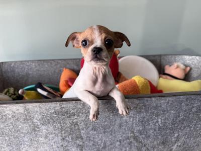 Kitty, Boston Terrier / French Bulldog, young, available for adoption