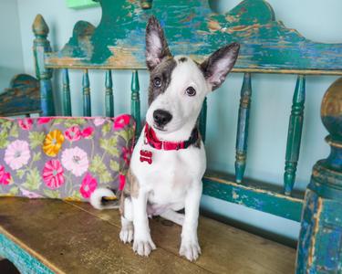 Ariel, Pembroke Welsh Corgi / Basenji, young, available for adoption
