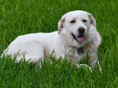 Boyfriend, Great Pyrenees, adult, available for adoption