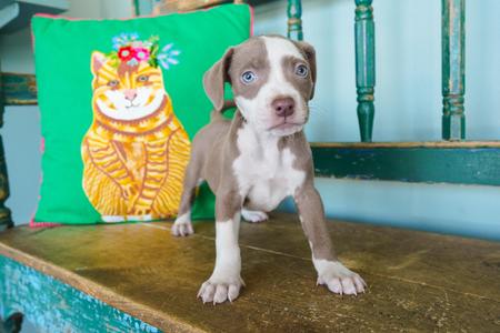 Gilmore, Pit Bull Terrier / Weimaraner, young, available for adoption