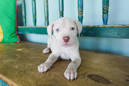 Gossip, Pit Bull Terrier / Weimaraner, young, available for adoption