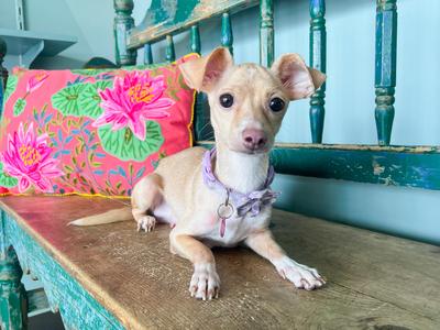 Backpack, Chihuahua, adult, available for adoption