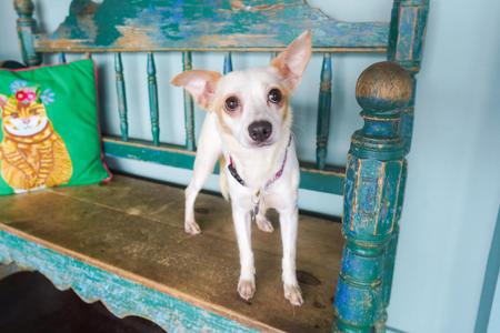Caramel, Chihuahua / Terrier, adult, available for adoption