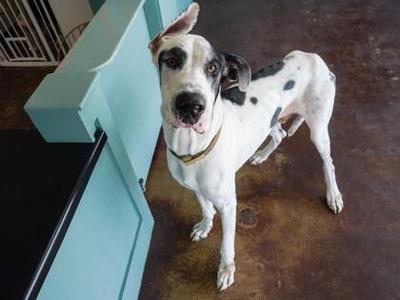 Big Boy, Great Dane / Mixed Breed, adult, available for adoption