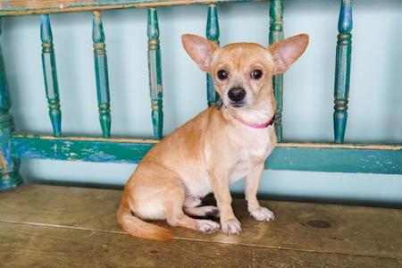 Carnitas, Chihuahua, adult, available for adoption