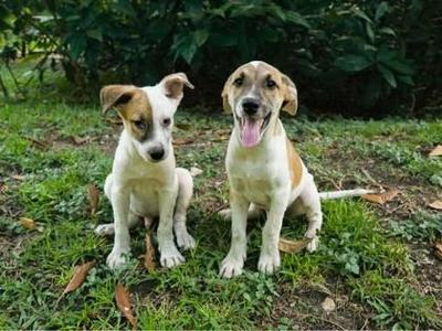Lionel, Border Collie / Shepherd, puppy, available for adoption